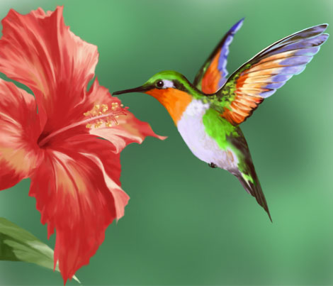 Hummingbird